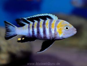 Cynotilapia zebroides 'Cobwe'