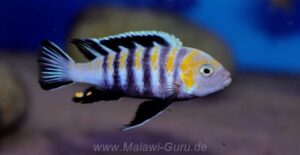 Cynotilapia zebroides 'Cobwe'