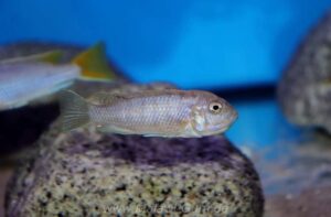 Cynotilapia zebroides 'Cobwe'