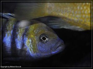Cynotilapia zebroides 'Cobwe'