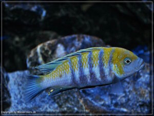 Cynotilapia zebroides 'Cobwe'