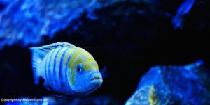 Cynotilapia zebroides 'Cobwe'