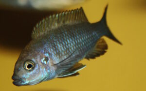 Cynotilapia zebroides 'Cobwe'