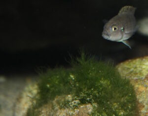 Cynotilapia zebroides 'Cobwe'