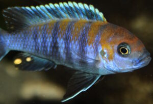 Cynotilapia zebroides 'Cobwe'