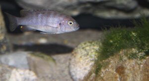 Cynotilapia zebroides 'Cobwe'