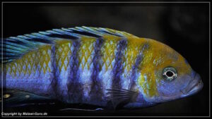 Cynotilapia zebroides 'Cobwe'