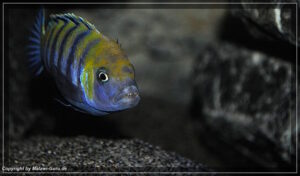 Cynotilapia zebroides 'Cobwe'