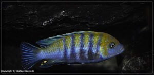 Cynotilapia zebroides 'Cobwe'