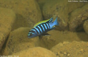 Cynotilapia zebroides 'Hai Reef'