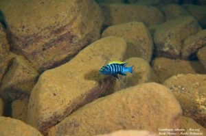 Cynotilapia zebroides 'Hai Reef'