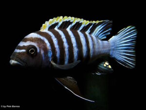 Cynotilapia zebroides 'Hai Reef'