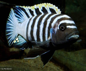 Cynotilapia zebroides 'Hai Reef'