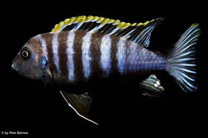 Cynotilapia zebroides 'Hai Reef'