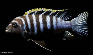 Cynotilapia zebroides 'Hai Reef'