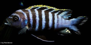 Cynotilapia zebroides 'Hai Reef'