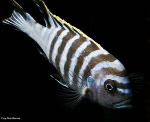 Cynotilapia zebroides 'Hai Reef'