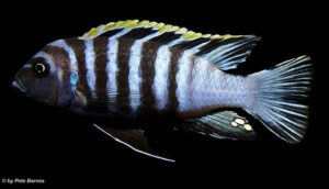 Cynotilapia zebroides 'Hai Reef'