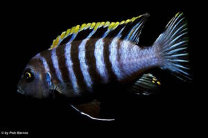 Cynotilapia zebroides 'Hai Reef'