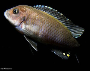 Cynotilapia zebroides 'Hai Reef'