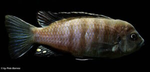 Cynotilapia zebroides 'Hai Reef'