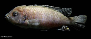 Cynotilapia zebroides 'Hai Reef'