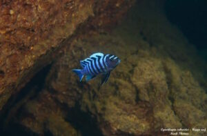 Cynotilapia zebroides 'Higga Reef'