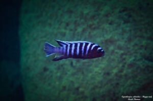 Cynotilapia zebroides 'Higga Reef'