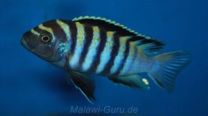 Cynotilapia zebroides 'Minos Reef'