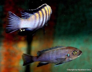 Cynotilapia zebroides 'Minos Reef'