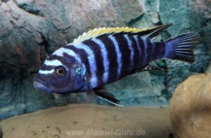 Cynotilapia zebroides 'Ndonga'