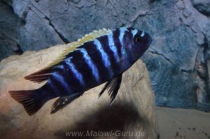 Cynotilapia zebroides 'Ndonga'