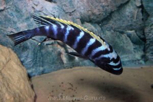 Cynotilapia zebroides 'Ndonga'