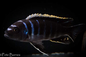 Cynotilapia zebroides 'Ndonga'