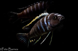 Cynotilapia zebroides 'Ndonga'