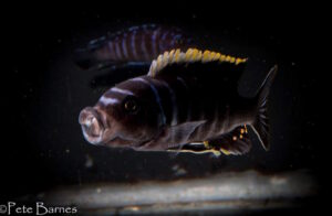 Cynotilapia zebroides 'Ndonga'