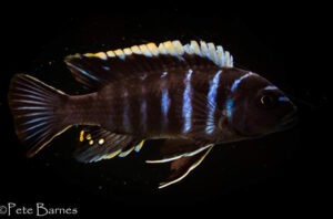 Cynotilapia zebroides 'Ndonga'