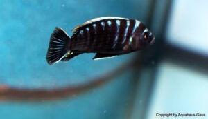 Cynotilapia zebroides 'Ndonga'