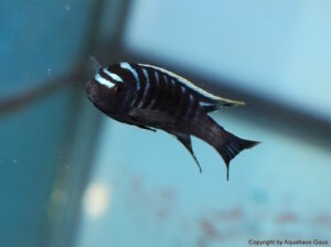 Cynotilapia zebroides 'Ndonga'