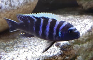 Cynotilapia zebroides 'Thumbi point'