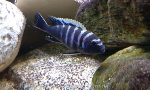 Cynotilapia zebroides 'Thumbi point'