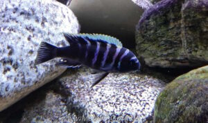 Cynotilapia zebroides 'Thumbi point'