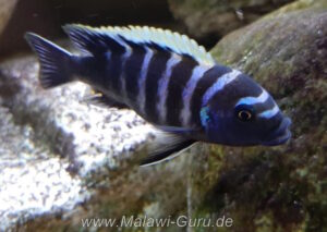 Cynotilapia zebroides 'Thumbi point'