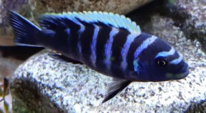 Cynotilapia zebroides 'Thumbi point'