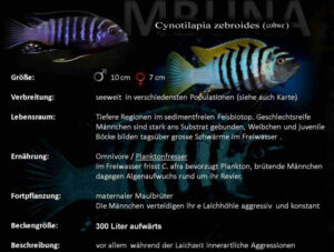 Cynotilapia zebroides 'Cobwe'