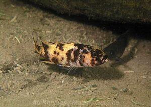Genyochromis mento 'Chiloelo North' Genyochromis mento 'Chiloelo North'