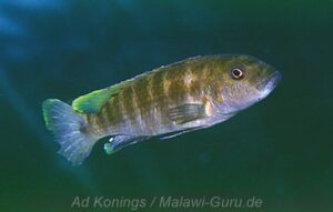 Genyochromis mento 'Chinyamwezi' Genyochromis mento 'Chinyamwezi'