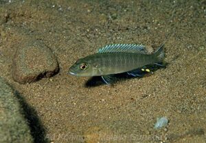 Genyochromis mento 'Chitimba Deep'