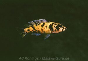 Genyochromis mento 'Ndumbi Rocks'