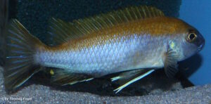 'Nkhata Bay' Gephyrochromis lawsi 'Nkhata Bay'